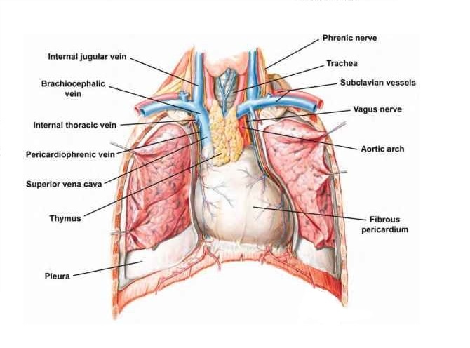 Mediastinum - Heart and Lungs