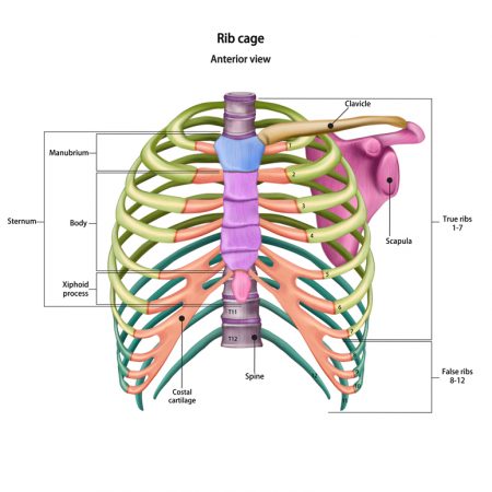 Chest Wall Surgery - Adelaide Cardiothoracic